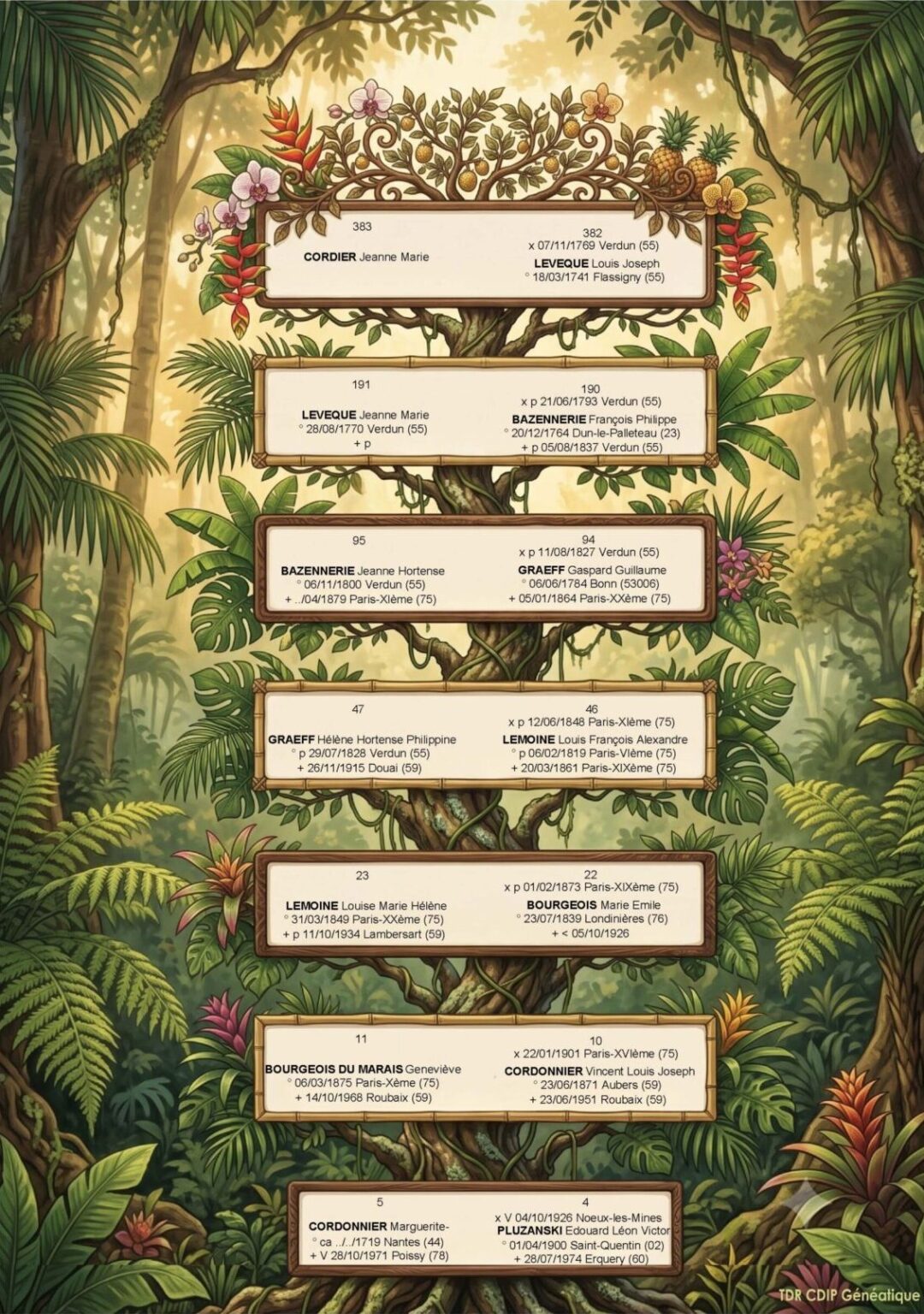 arbre généalogique cognatique